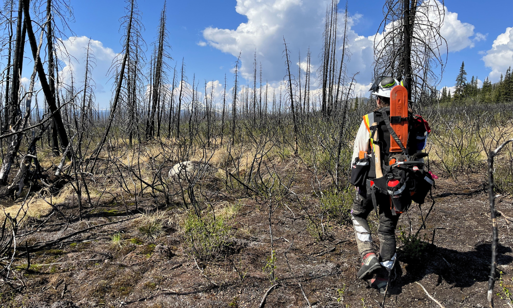 A scientist walks through a burnt forest carrying a chainsaw on her back.