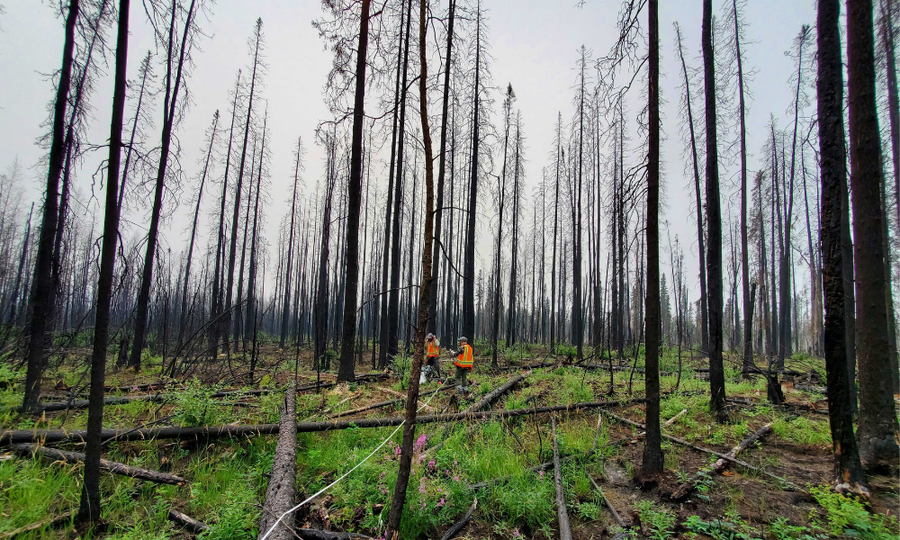 Two scientists stand among burnt trees with the sky hazy from the smoke in the air.