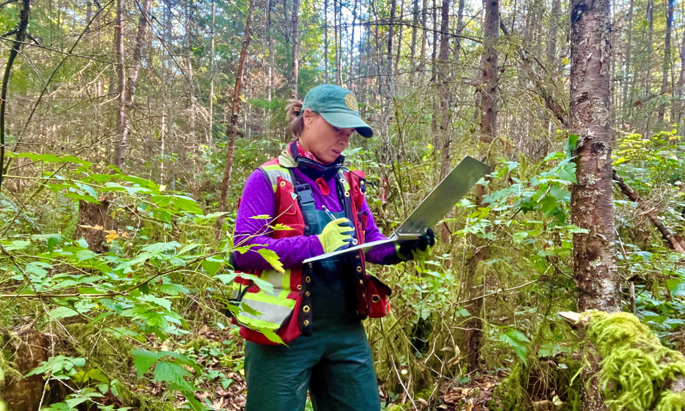 A scientist standing in a forest takes notes on a clipboard.