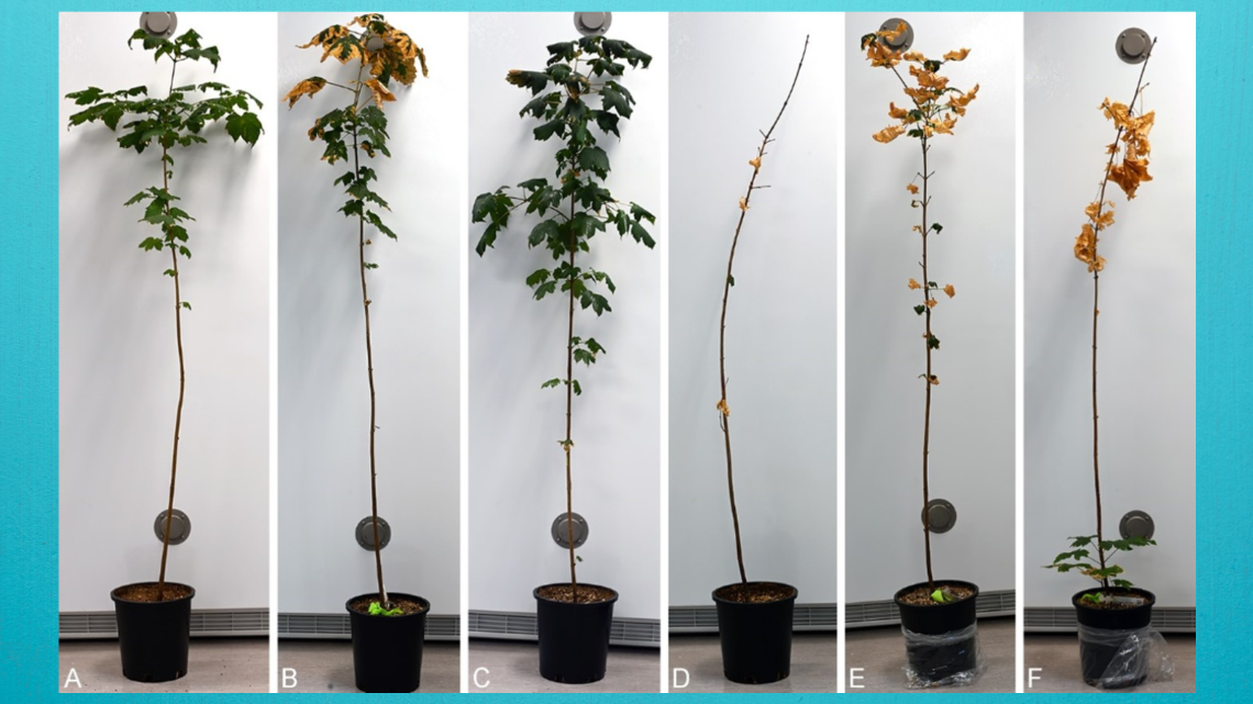 Time-lapse photos of healthy maple seedling dying from sooty bark disease.