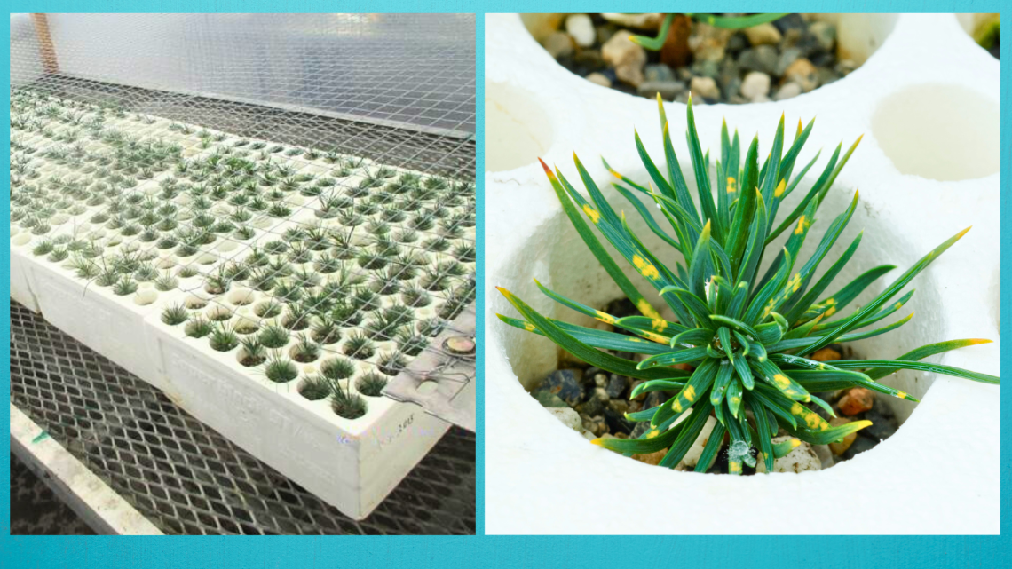 Composite; large tray of tiny seedlings inside a small greenhouse and a close-up image of pine tree seedling in a tray covered in yellow blotches
