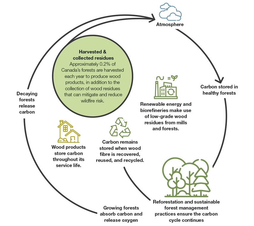 An infographic showing how wood products fit into the natural carbon cycle.