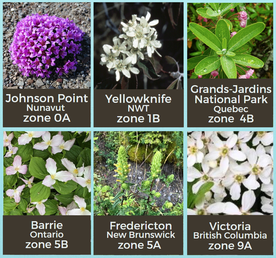 Compilation image: six different plant species identified by hardiness zone. On screen text: Johnson Point Nunavut, zone 0A; Victoria B.C., zone 9A; Barrie, Ontario, zone 5B; Grands-Jardins National Park, Quebec, zone 4B; Edmonton, Alberta, zone 4A; and Fredericton, New Brunswick, zone 5A.