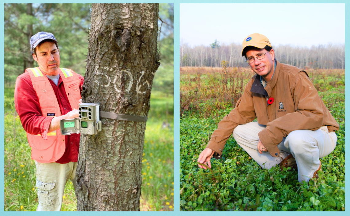 Compilation image. Man measuring tree trunk and man crouching down in green field.