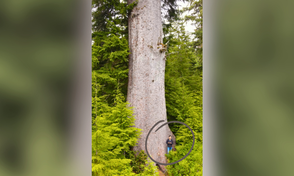 Man standing beside an incredibly tall evergreen tree in the forest
