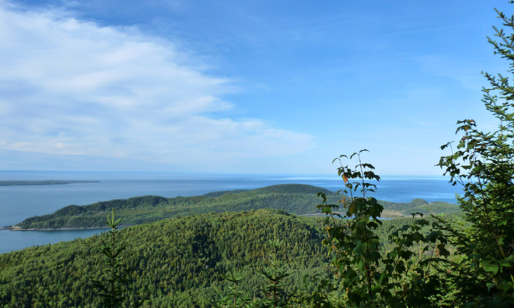 A vast view of forests and a broad river from a high lookout.