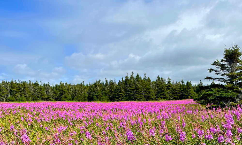 A field of bright pink wildflowers with an evergreen forest in the background.