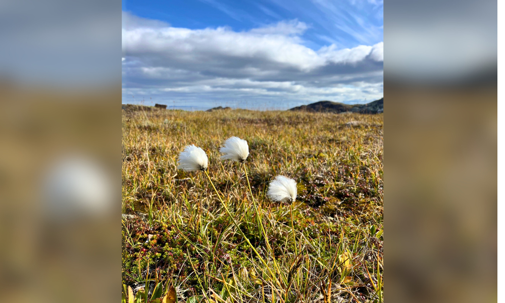 Three delicate cottongrass flowers slightly bending in the wind in a grassy field.