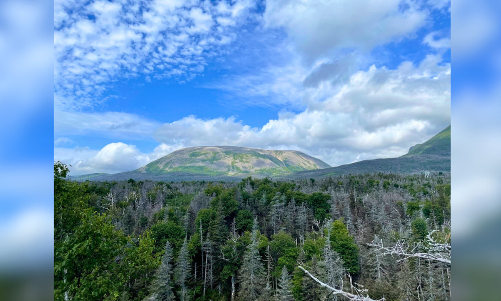 Aerial view of a forested area with a large, rounded mound in the background along the Gros Morne trail.