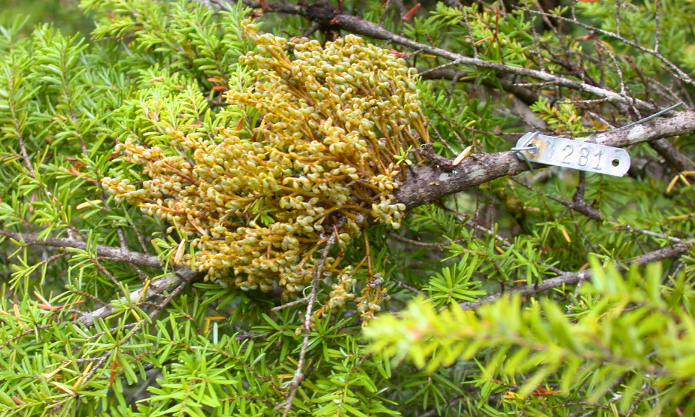 Close up of a dwarf mistletoe growing on a branch of western hemlock.