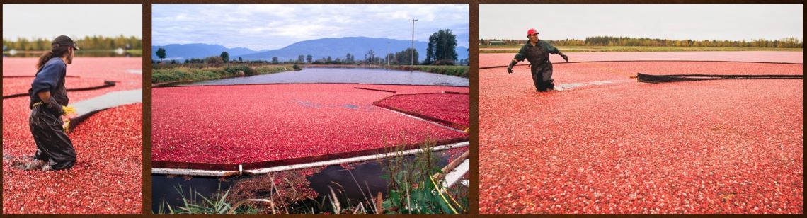 Compilation, man knee deep in cranberry bog, thousands of cranberries floating on the surface.
