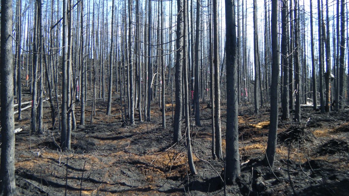 A completely burnt forest with several thin tree trunks reaching up to the sky without any branches.