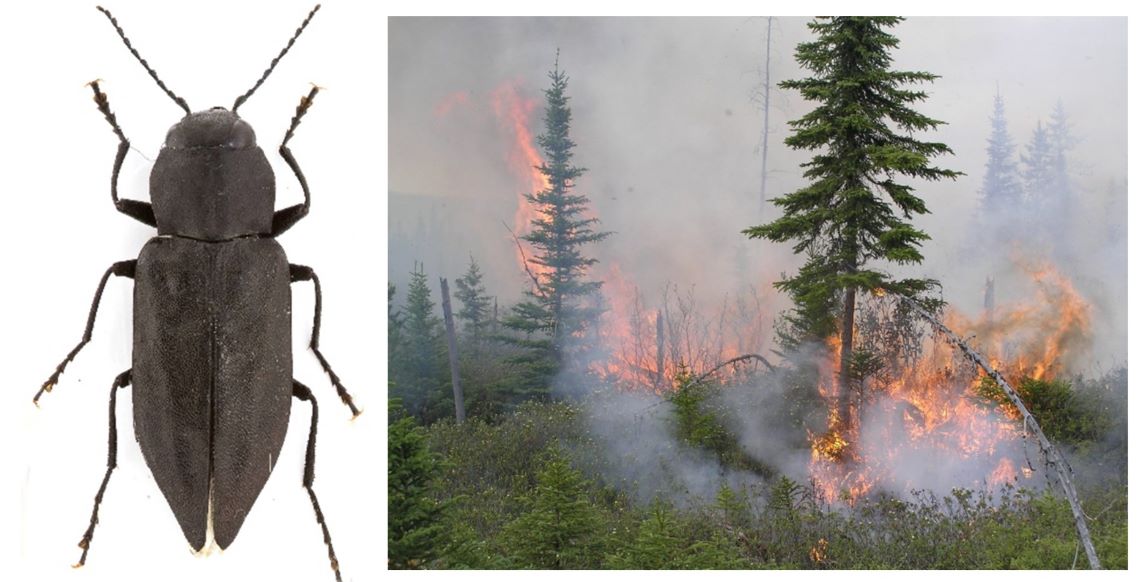 Compilation showing a black fire beetle and an active wildfire.