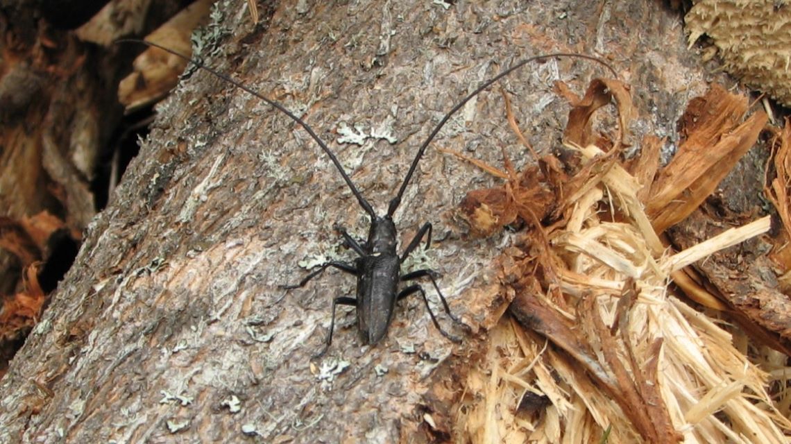 A black beetle, known as the whitespotted sawyer beetle, is on the side of a fallen and decaying log.