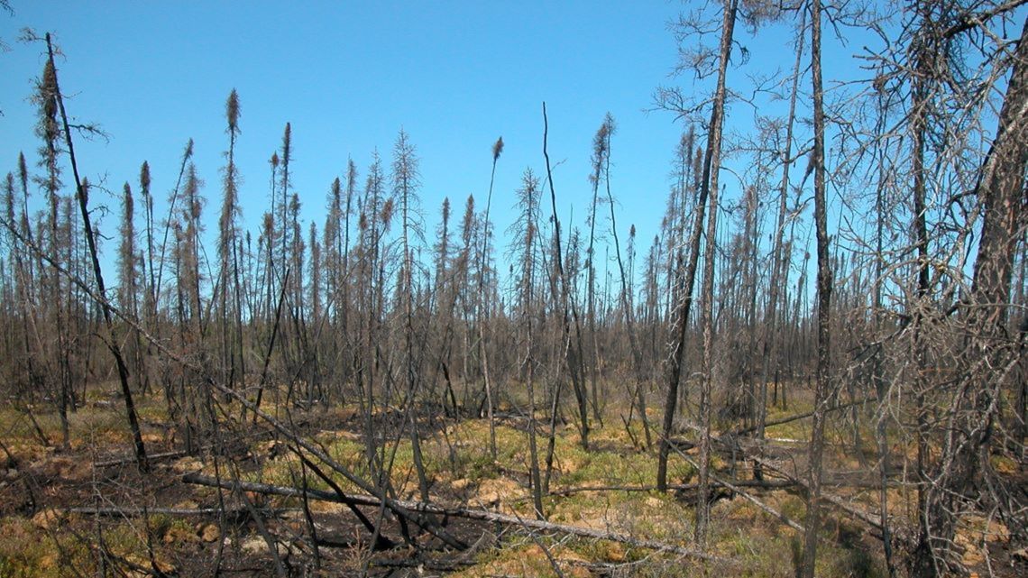 A burned forest with some signs of life with greenery sprouting on the forest floor.
