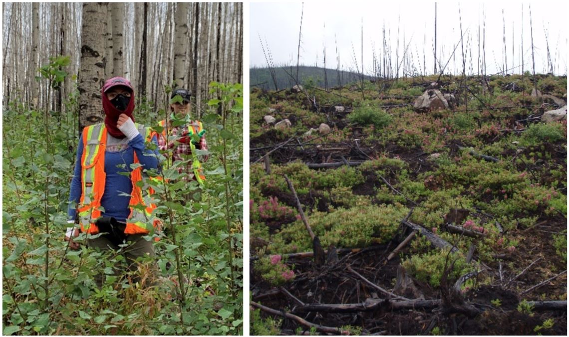 Two images, one with a researcher in a safety vest and mask in a forest surrounded by new aspen suckers and another of landscape showing an herb called sheep laurel starting to grow back after a fire.