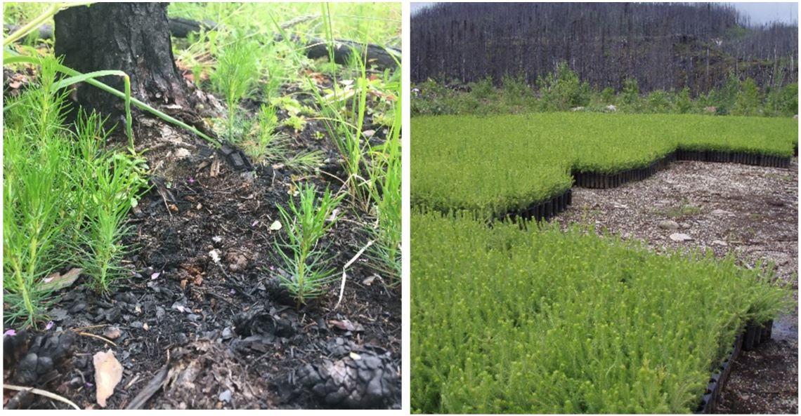 Two images, one of yearling jack pine seedlings sprouted naturally and the other of a collection of pre-grown seedlings ready for planting.