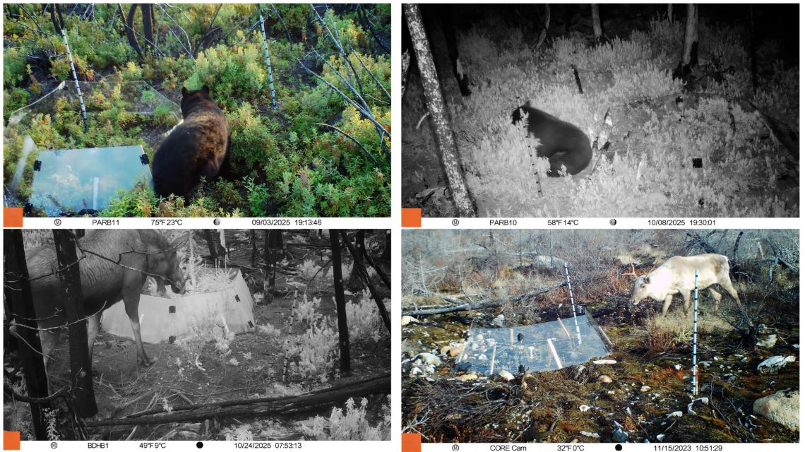 Compilation of four images showing bears and moose returning to the forest after a wildfire.