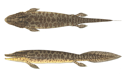 Reconstruction of a Tiktaalik roseae