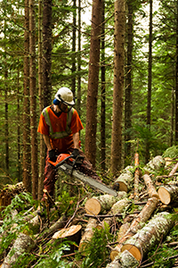 A worker in safety gear cutting trees with a chainsaw in a forest.