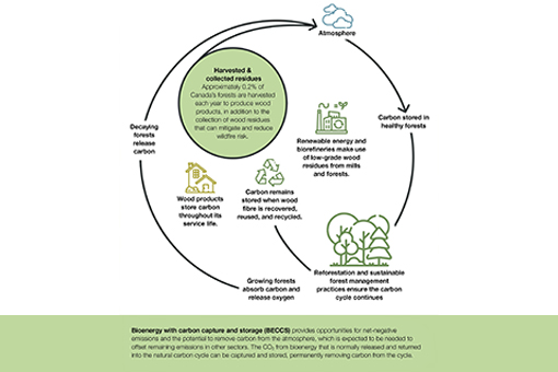 The role of forest products in fighting climate change