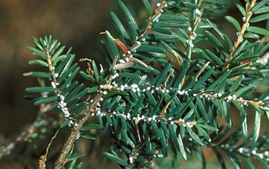 A coniferous branch with white cottony clusters that are a few millimetres in size.
