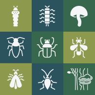An icon depicting nine stylized drawings of insects and diseases