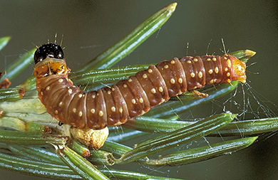 A brown caterpillar with pale yellow bumps and a black head resting on a green pine needle. Thin silk-like strands surround the caterpillar and needles.