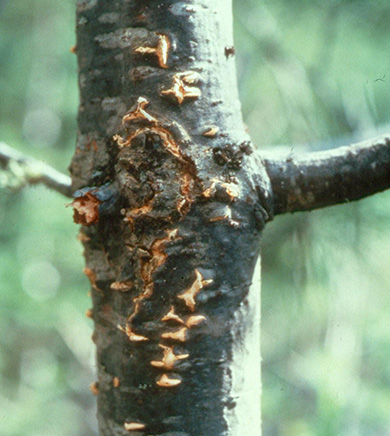 Close up of a pine tree trunk with clusters of small, yellow blisters-like growths on the bark.