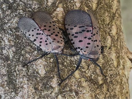 Two insects on a trunk of a tree.