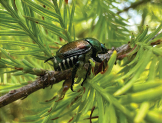 A beetle on a branch.