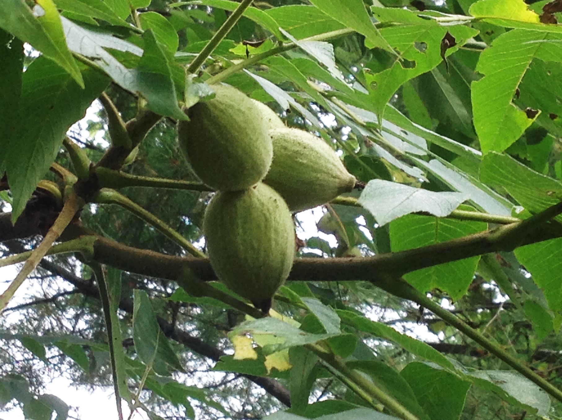 butternut seeds