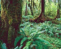 Tropical forest diversity