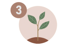 Planted seedling illustration