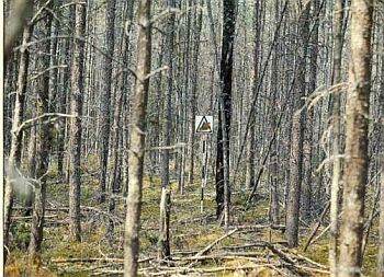 Dense stand of conifers. Lots of standing dead trees and fallen debris. Needle litter covers the ground.