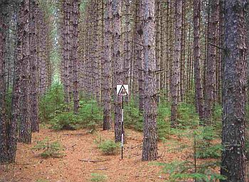 Mature plantation of conifers. Canopy is dense and closed. Absence of understorey vegetation. Thick layer of needle litter.
