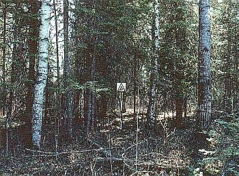 Mixed stand of conifers and leafless deciduous trees. Wide range to structural variability and development stages.