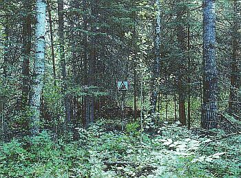 Mixed stand of conifers and deciduous trees of varying heights and sizes. Trees are leafed out. Forest floor is impossible to differentiate.