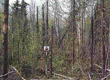 Defoliated, mixedwood stand. Significant top breakage, windthrow, draped lichen and other woody material. Mosses, needles and leaves on forest floor.