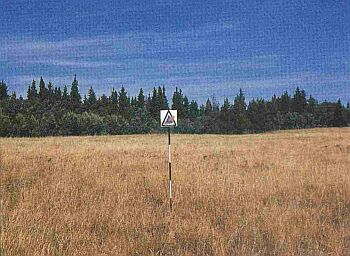 Large, grass covered area. Shrubs and trees in the background. Dried or dead material in grassland.