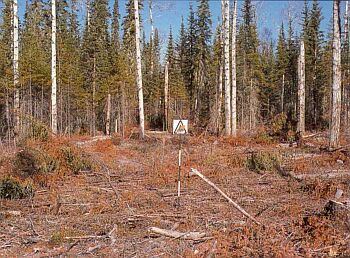 Debris from the logging of mature conifers visible. Leftover tops and branches have half their foliage. Moss, needles, rotting wood remain.