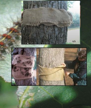 A person scrapes caterpillars off a tree into a bucket of soapy water.