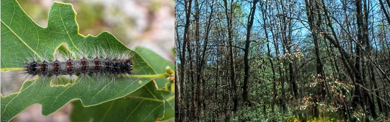 A forest with several trees showing signs of caterpillar damage.