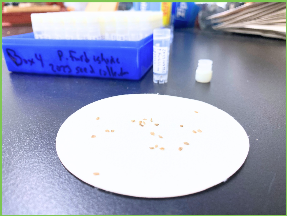 Lab countertop with round paper cutout holding several seeds with test tubes in the background.